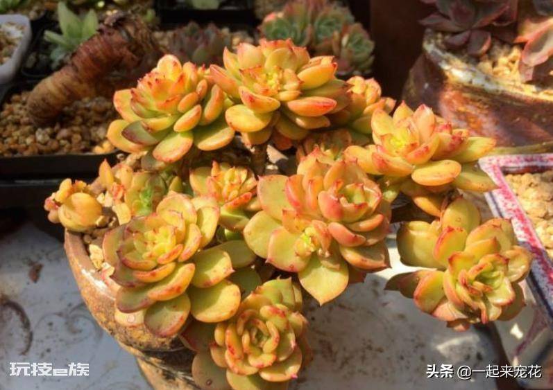 蜡牡丹多肉好养吗(好看的蜡牡丹养殖方法和注意事项)-图片2